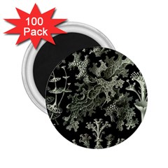 Weave Haeckel Lichenes Photobionten 2 25  Magnets (100 Pack) 