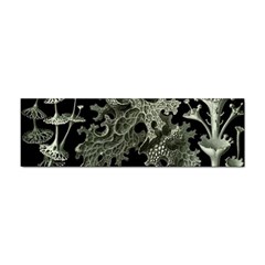 Weave Haeckel Lichenes Photobionten Sticker (bumper)