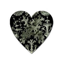 Weave Haeckel Lichenes Photobionten Heart Magnet