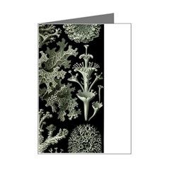 Weave Haeckel Lichenes Photobionten Mini Greeting Card