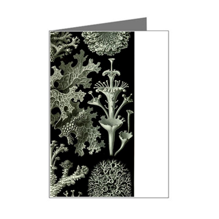 Weave Haeckel Lichenes Photobionten Mini Greeting Card