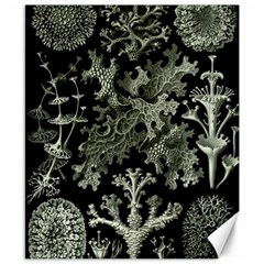 Weave Haeckel Lichenes Photobionten Canvas 8  X 10 