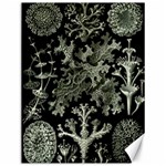 Weave Haeckel Lichenes Photobionten Canvas 12  x 16  11.86 x15.41  Canvas - 1