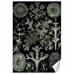 Weave Haeckel Lichenes Photobionten Canvas 20  X 30 