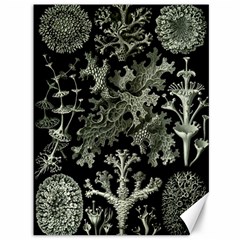 Weave Haeckel Lichenes Photobionten Canvas 36  X 48 