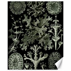 Weave Haeckel Lichenes Photobionten Canvas 11  X 14 