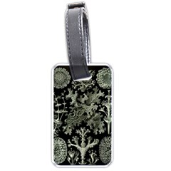 Weave Haeckel Lichenes Photobionten Luggage Tag (one Side)