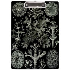 Weave Haeckel Lichenes Photobionten A4 Acrylic Clipboard