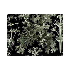 Weave Haeckel Lichenes Photobionten Premium Plush Fleece Blanket (mini) by Cemarart