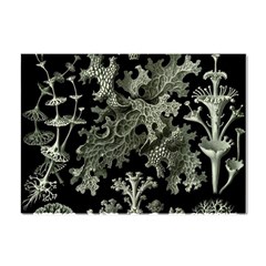 Weave Haeckel Lichenes Photobionten Crystal Sticker (a4)