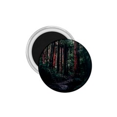 Forest Jungle Trees Tropics 1 75  Magnets