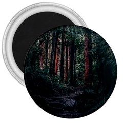 Forest Jungle Trees Tropics 3  Magnets