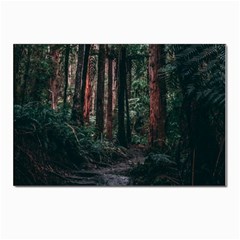 Forest Jungle Trees Tropics Postcard 4 x 6  (pkg Of 10)