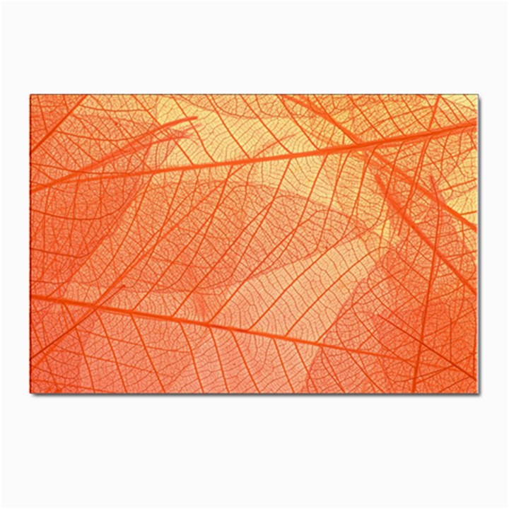 Abstract Texture Of Colorful Bright Pattern Of Transparent Leaves Of Orange And Yellow Color Postcard 4 x 6  (Pkg of 10)