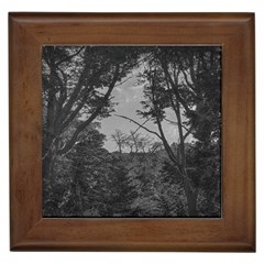 Patagonia Forest, Nahuel Huapi National Park, Rio Negro, Argentina Framed Tile