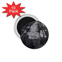 Patagonia Forest, Nahuel Huapi National Park, Rio Negro, Argentina 1 75  Magnets (10 Pack) 