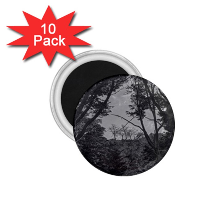 Patagonia Forest, Nahuel Huapi National Park, Rio Negro, Argentina 1.75  Magnets (10 pack) 