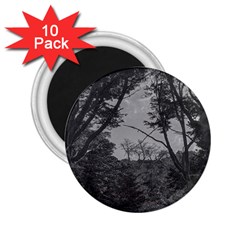 Patagonia Forest, Nahuel Huapi National Park, Rio Negro, Argentina 2 25  Magnets (10 Pack) 