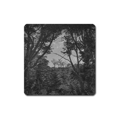 Patagonia Forest, Nahuel Huapi National Park, Rio Negro, Argentina Square Magnet