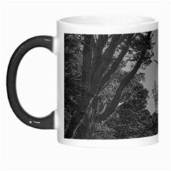 Patagonia Forest, Nahuel Huapi National Park, Rio Negro, Argentina Morph Mug