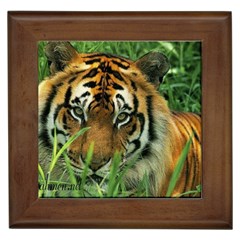 Tiger Framed Tile