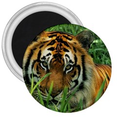 Tiger 3  Magnet