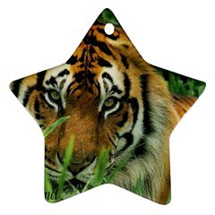 Tiger Ornament (star)