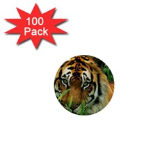 Tiger 1  Mini Button (100 Pack) 