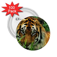 Tiger 2 25  Button (100 Pack)