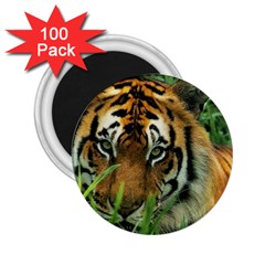 Tiger 2 25  Magnet (100 Pack) 