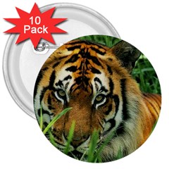 Tiger 3  Button (10 Pack)