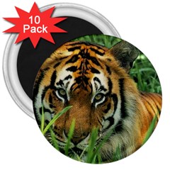 Tiger 3  Magnet (10 Pack) by ironman2222