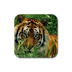 Tiger Rubber Square Coaster (4 Pack)