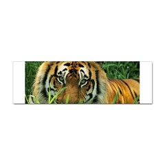 Tiger Sticker (bumper)