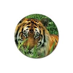 Tiger Magnet 3  (round)