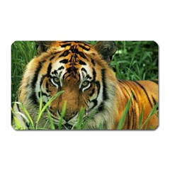 Tiger Magnet (rectangular) by ironman2222