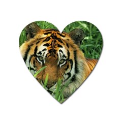 Tiger Magnet (heart) by ironman2222