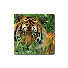 Tiger Magnet (square)