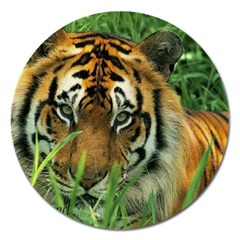 Tiger Magnet 5  (round)