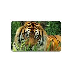 Tiger Magnet (name Card)