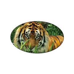 Tiger Sticker Oval (10 Pack)