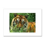 Tiger Sticker A4 (10 pack) Front