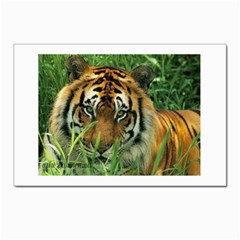 Tiger Postcards 5  X 7  (pkg Of 10) by ironman2222