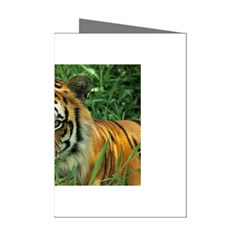 Tiger Mini Greeting Cards (pkg Of 8)