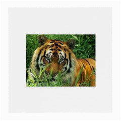 Tiger Glasses Cloth (medium)