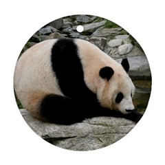 Giant Panda Ornament (round) by ironman2222