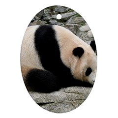 Giant Panda Ornament (oval)