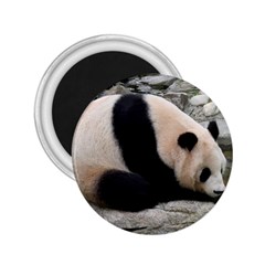 Giant Panda 2 25  Magnet