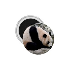 Giant Panda 1 75  Magnet by ironman2222