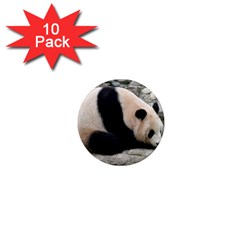 Giant Panda 1  Mini Magnet (10 Pack) 